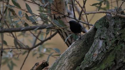 Black Redstart