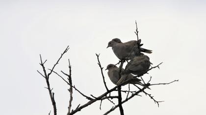 Eurasian Collared Dove