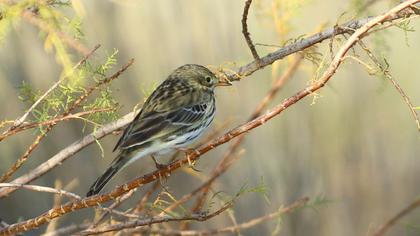 Meadow Pipit