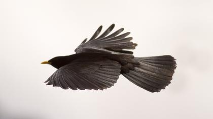 Alpine Chough