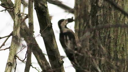 Syrian Woodpecker