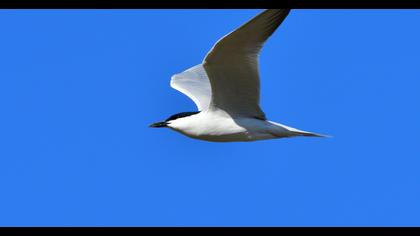 Gull-billed Tern