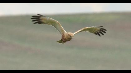 Western Marsh Harrier