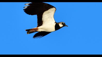 Northern Lapwing