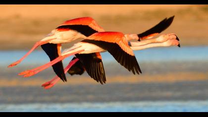 Greater Flamingo