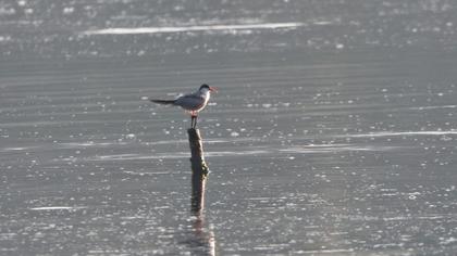 Common Tern