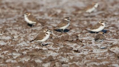Kentish Plover