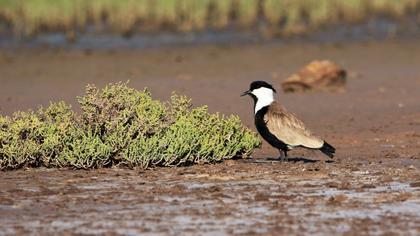Spur-winged Lapwing