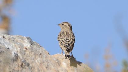 Rock Sparrow