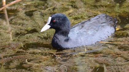 Eurasian Coot