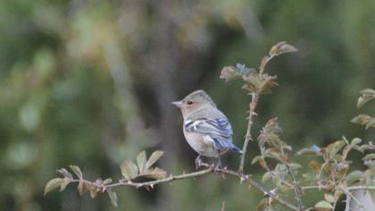 Common Chaffinch