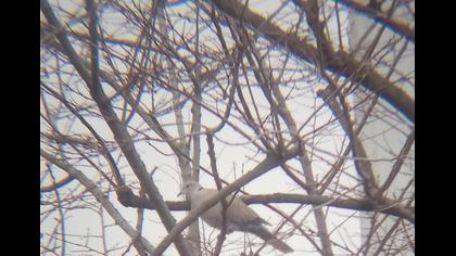 Eurasian Collared Dove