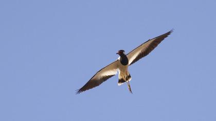 Red-wattled Lapwing