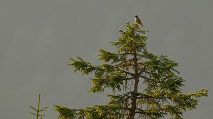 Common Redstart