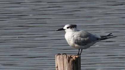 Sandwich Tern