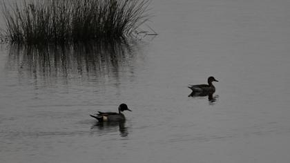 Northern Pintail