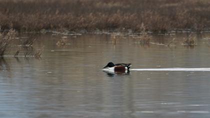Northern Shoveler