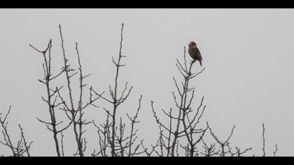 Hawfinch