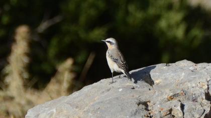 Northern Wheatear
