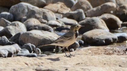 White Wagtail