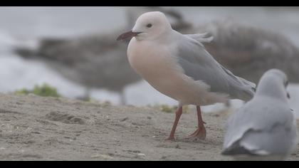 Slender-billed Gull