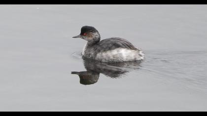Karaboyunlu batağan