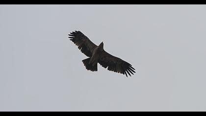 Eastern Imperial Eagle