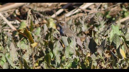 Bluethroat
