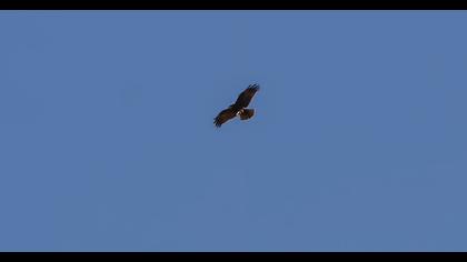 Western Marsh Harrier