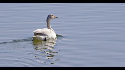 Tundra Swan