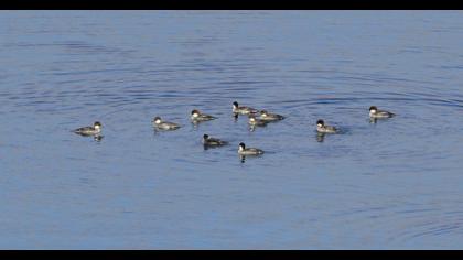 Smew