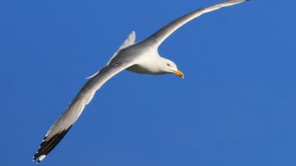 Yellow-legged Gull