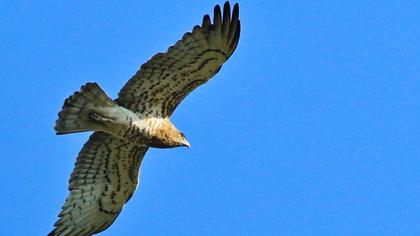 Short-toed Snake Eagle