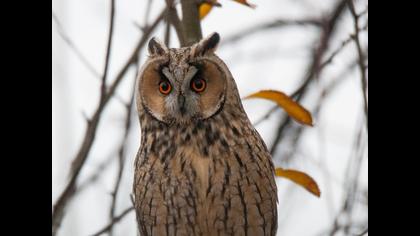 Long-eared Owl