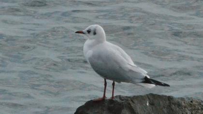 Black-headed Gull