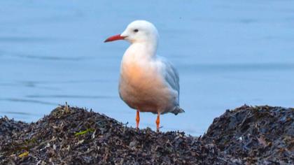 Slender-billed Gull