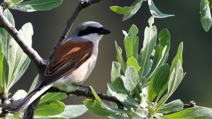 Red-backed Shrike