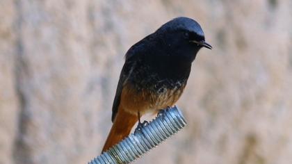 Black Redstart