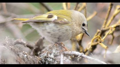 Goldcrest