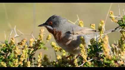 Subalpine Warbler