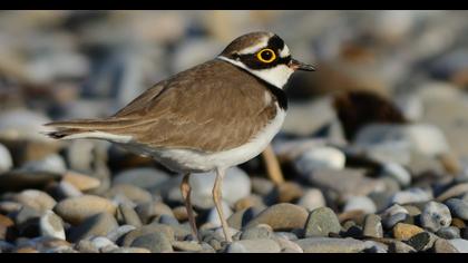 Little Ringed Plover