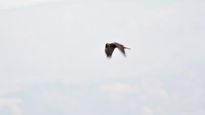 Western Marsh Harrier