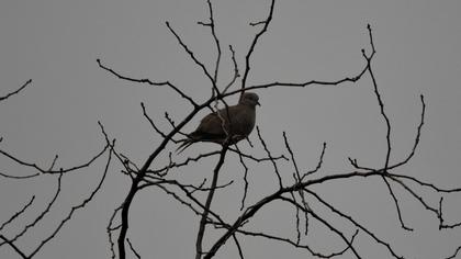 Eurasian Collared Dove