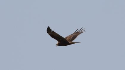 Western Marsh Harrier