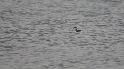 Black-necked Grebe