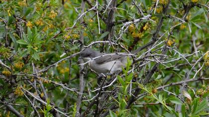 Lesser Whitethroat