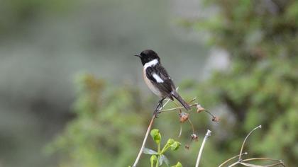 European Stonechat