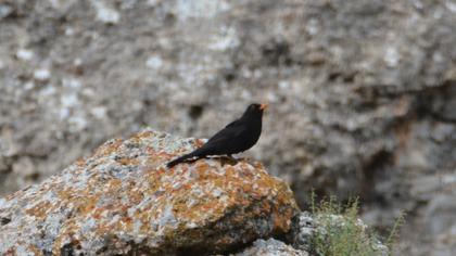 Common Blackbird