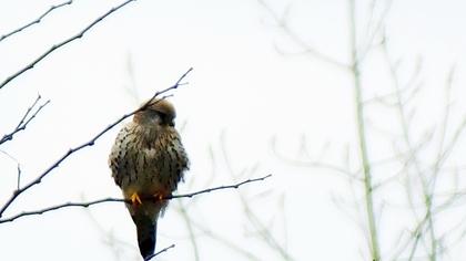 Common Kestrel