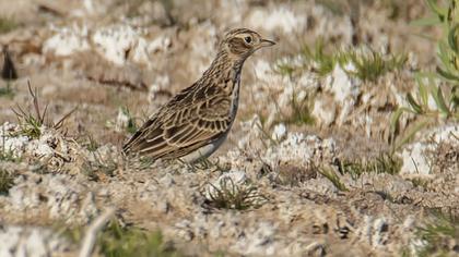 Eurasian Skylark